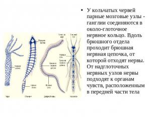 У кольчатых червей парные мозговые узлы - ганглии соединяются в окологлоточное н