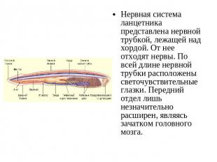 Нервная система ланцетника представлена нервной трубкой, лежащей над хордой. От