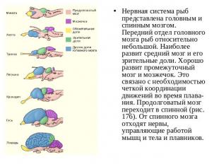 Нервная система рыб представлена головным и спинным мозгом. Передний отдел голов