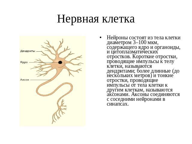 Нервная клетка Нейроны состоят из тела клетки диаметром 3–100 мкм, содержащего ядро и органоиды, и цитоплазматических отростков. Короткие отростки, проводящие импульсы к телу клетки, называются дендритами; более длинные (до нескольких метров) и тонк…