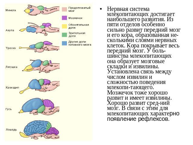 Нервная система млекопитающих достигает наибольшего развития. Из пяти отделов особенно сильно развит передний мозг и его кора, образованная несколькими слоями нервных клеток. Кора покрывает весь передний мозг. У большинства млекопитающих она образуе…