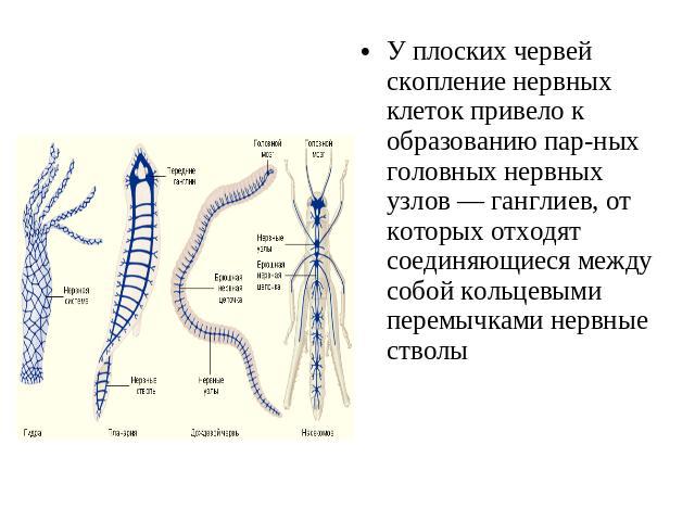 У плоских червей скопление нервных клеток привело к образованию парных головных нервных узлов — ганглиев, от которых отходят соединяющиеся между собой кольцевыми перемычками нервные стволы