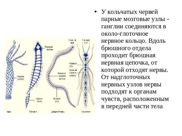 У кольчатых червей парные мозговые узлы - ганглии соединяются в окологлоточное нервное кольцо. Вдоль брюшного отдела проходит брюшная нервная цепочка, от которой отходят нервы. От надглоточных нервных узлов нервы подходят к органам чувств, расположе…