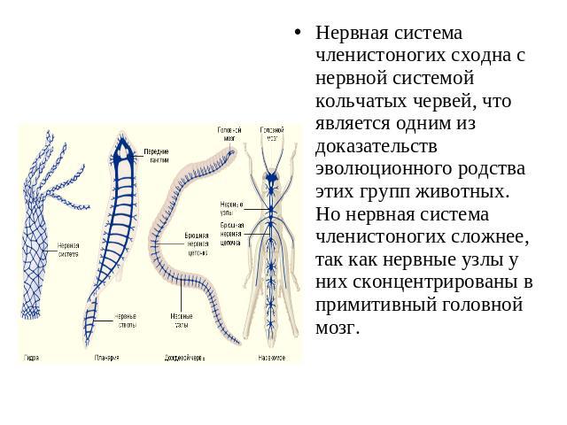 Нервная система членистоногих сходна с нервной системой кольчатых червей, что является одним из доказательств эволюционного родства этих групп животных. Но нервная система членистоногих сложнее, так как нервные узлы у них сконцентрированы в примитив…
