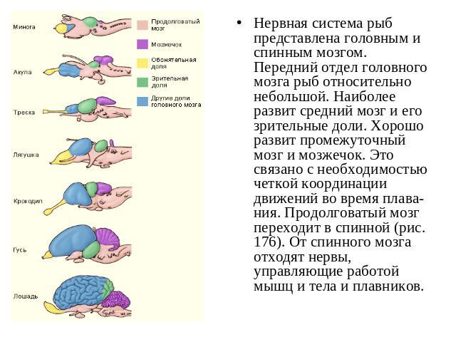Нервная система рыб представлена головным и спинным мозгом. Передний отдел головного мозга рыб относительно небольшой. Наиболее развит средний мозг и его зрительные доли. Хорошо развит промежуточный мозг и мозжечок. Это связано с необходимостью четк…