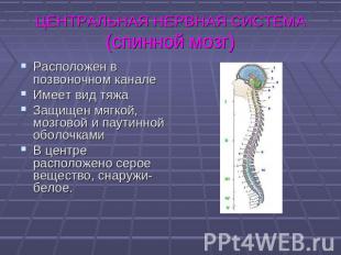 ЦЕНТРАЛЬНАЯ НЕРВНАЯ СИСТЕМА(спинной мозг) Расположен в позвоночном каналеИмеет в