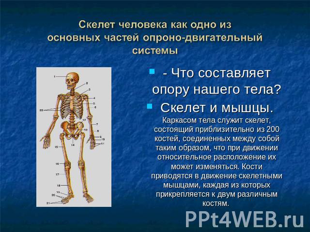 - Что составляет опору нашего тела?Скелет и мышцы. Каркасом тела служит скелет, состоящий приблизительно из 200 костей, соединенных между собой таким образом, что при движении относительное расположение их может изменяться. Кости приводятся в движен…