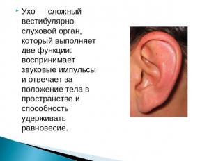 Ухо — сложный вестибулярно-слуховой орган, который выполняет две функции: воспри