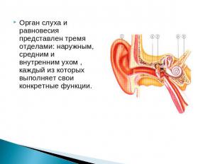 Орган слуха и равновесия представлен тремя отделами: наружным, средним и внутрен