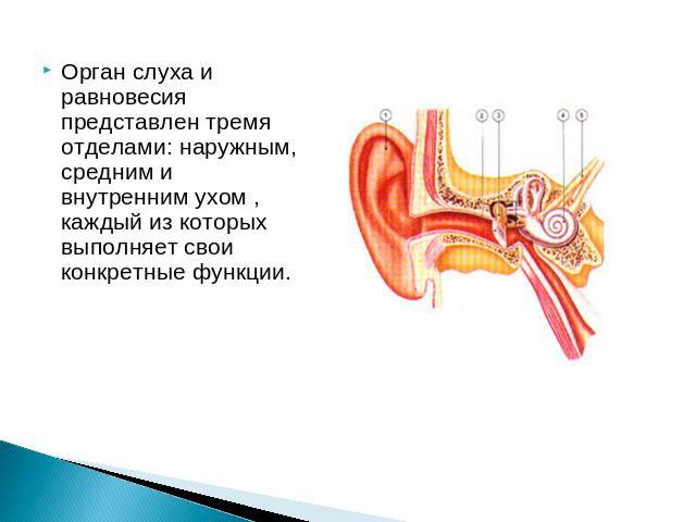 Орган слуха и равновесия представлен тремя отделами: наружным, средним и внутренним ухом , каждый из которых выполняет свои конкретные функции.