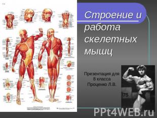 Строение и работа скелетных мышц Презентация для 8 классаПроценко Л.В.