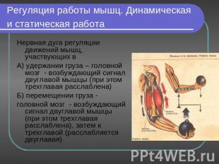 Регуляция работы мышц. Динамическая и статическая работа Нервная дуга регуляции