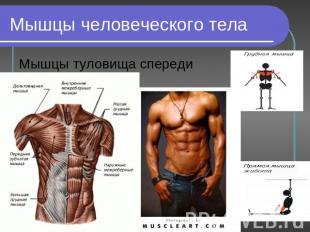 Мышцы человеческого тела Мышцы туловища спереди