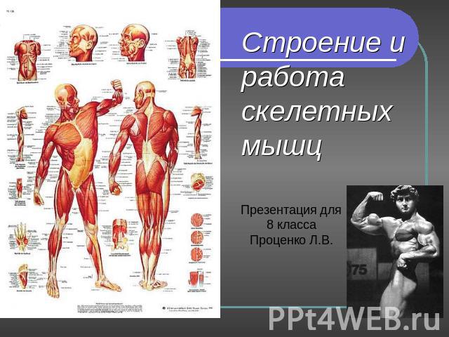 Строение и работа скелетных мышц Презентация для 8 классаПроценко Л.В.
