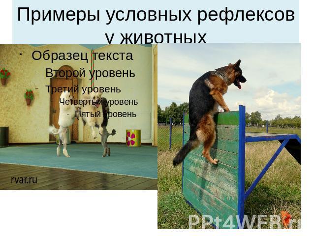 Примеры условных рефлексов у животных