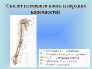 Скелет плечевого пояса и верхних конечностей