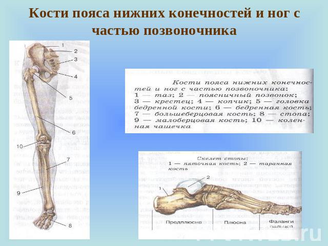 Кости пояса нижних конечностей и ног с частью позвоночника