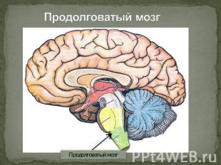 Продолговатый мозг