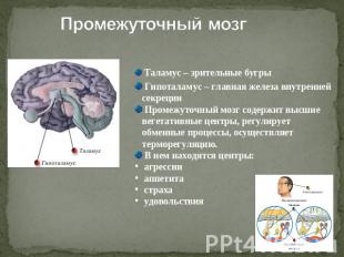 Промежуточный мозг Таламус – зрительные бугры Гипоталамус – главная железа внутр