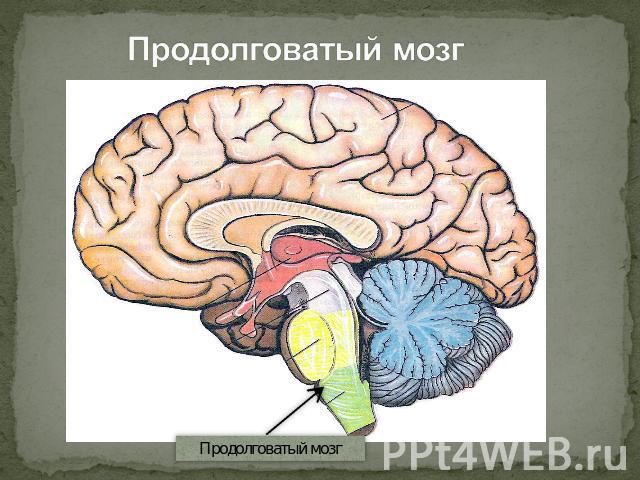 Продолговатый мозг