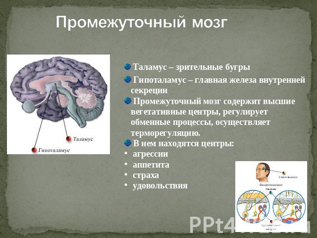 Промежуточный мозг Таламус – зрительные бугры Гипоталамус – главная железа внутренней секреции Промежуточный мозг содержит высшие вегетативные центры, регулирует обменные процессы, осуществляет терморегуляцию. В нем находятся центры: агрессии аппети…