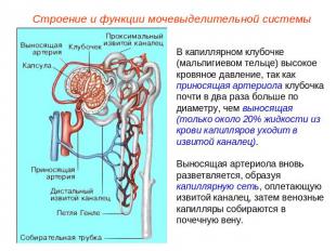 Строение и функции мочевыделительной системы В капиллярном клубочке (мальпигиево