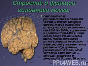 Строение и функции головного мозга. Головной мозг располагается в полости черепа