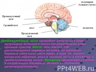 Промежуточный мозг проводит импульсы к коре полушарий большого мозга от рецептор