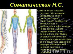 Соматическая Н.С. Соматическая нервная система обеспечивает иннервацию кожи и ск