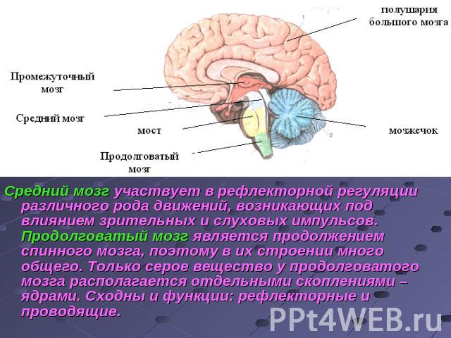 Средний мозг участвует в рефлекторной регуляции различного рода движений, возникающих под влиянием зрительных и слуховых импульсов. Продолговатый мозг является продолжением спинного мозга, поэтому в их строении много общего. Только серое вещество у …