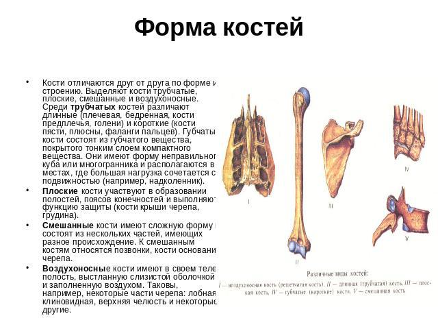 Форма костей Кости отличаются друг от друга по форме и строению. Выделяют кости трубчатые, плоские, смешанные и воздухоносные. Среди трубчатых костей различают длинные (плечевая, бедренная, кости предплечья, голени) и короткие (кости пясти, плюсны, …