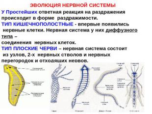 ЭВОЛЮЦИЯ НЕРВНОЙ СИСТЕМЫ У Простейших ответная реакция на раздражения происходит