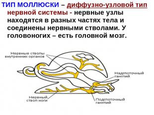ТИП МОЛЛЮСКИ – диффузно-узловой тип нервной системы - нервные узлы находятся в р