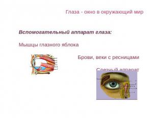 Глаза - окно в окружающий мир Вспомогательный аппарат глаза:Мышцы глазного яблок