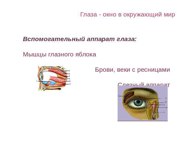 Глаза - окно в окружающий мир Вспомогательный аппарат глаза:Мышцы глазного яблокаБрови, веки с ресницамиСлезный аппарат