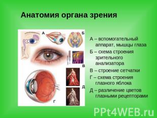 Анатомия органа зрения А – вспомогательный аппарат, мышцы глазаБ – схема строени