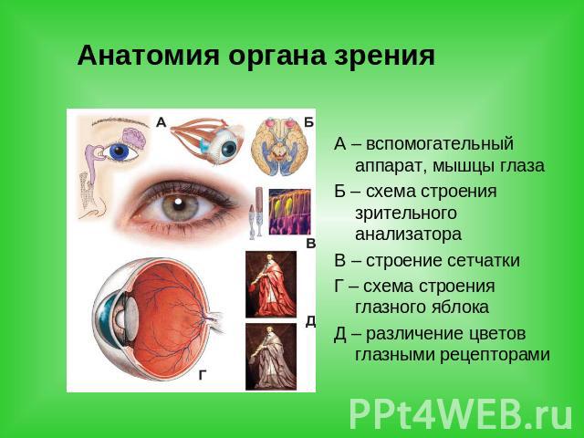 Анатомия органа зрения А – вспомогательный аппарат, мышцы глазаБ – схема строения зрительного анализатораВ – строение сетчаткиГ – схема строения глазного яблокаД – различение цветов глазными рецепторами