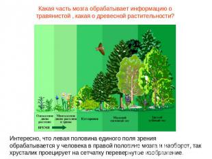 Какая часть мозга обрабатывает информацию о травянистой , какая о древесной раст