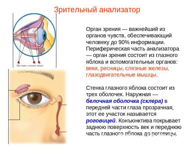 Зрительный анализаторОрган зрения — важнейший из органов чувств, обеспечивающий человеку до 90% информации. Периферическая часть анализатора — орган зрения состоит из глазного яблока и вспомогательных органов: веки, ресницы, слезные железы, глазодви…