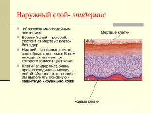 Наружный слой- эпидермис образован многослойным эпителием. Верхний слой – рогово