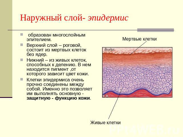 Наружный слой- эпидермис образован многослойным эпителием. Верхний слой – роговой, состоит из мертвых клеток без ядер.Нижний – из живых клеток, способных к делению. В нем находится пигмент ,от которого зависит цвет кожи.Клетки эпидермиса очень прочн…