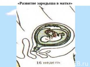 «Развитие зародыша в матке»