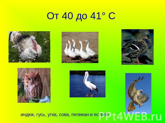 От 40 до 41° С индюк, гусь, утка, сова, пеликан и ястреб