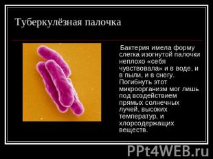 Туберкулёзная палочка Бактерия имела форму слегка изогнутой палочки неплохо «себ