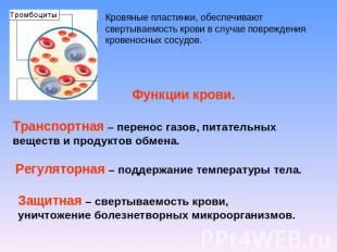 Кровяные пластинки, обеспечивают свертываемость крови в случае повреждения крове