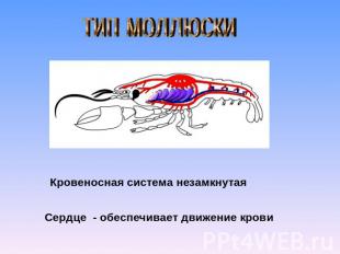 тип моллюски Кровеносная система незамкнутаяСердце - обеспечивает движение крови