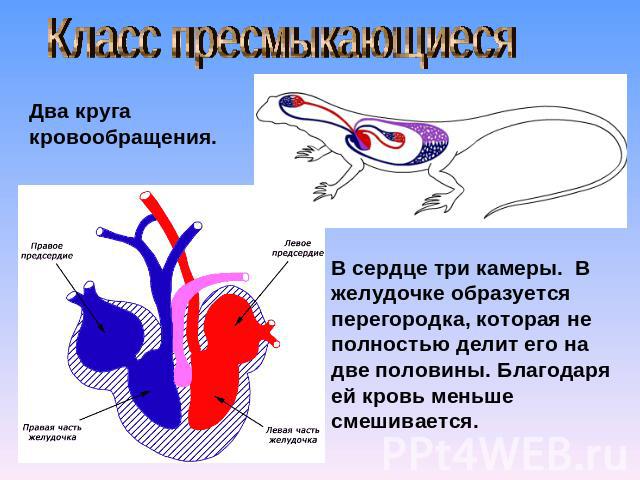 Класс пресмыкающиесяДва круга кровообращения.В сердце три камеры. В желудочке образуется перегородка, которая не полностью делит его на две половины. Благодаря ей кровь меньше смешивается.
