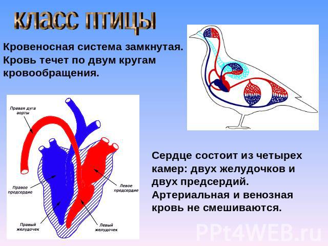 класс птицыКровеносная система замкнутая. Кровь течет по двум кругам кровообращения.Сердце состоит из четырех камер: двух желудочков и двух предсердий. Артериальная и венозная кровь не смешиваются.