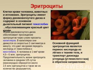 Эритроциты Клетки крови человека, животных и иглокожих. Эритроциты имеют форму д