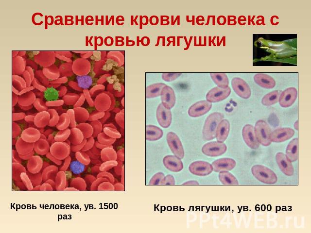 Сравнение крови человека с кровью лягушки Кровь человека, ув. 1500 разКровь лягушки, ув. 600 раз